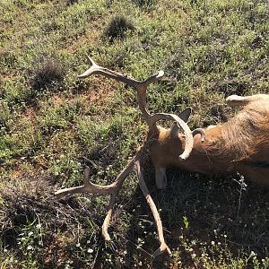 Pierre David Deer Texas USA