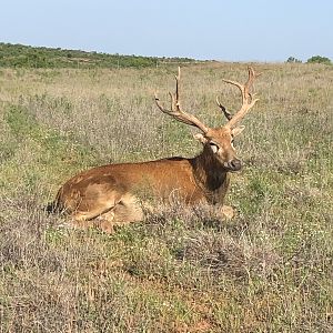 Pierre David Deer Texas USA