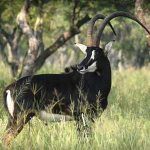 Sable Antelope in South Africa