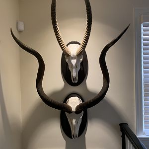 Waterbuck & Kudu European Skull Mount Taxidermy
