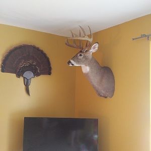 White-tailed Deer Shoulder Mount Taxidermy