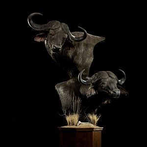 Cape Buffalo Double Pedestal Mount
