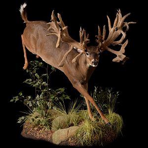 Whitetail Deer Full Taxidermy Mount