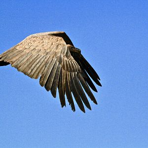 Cape Vulture in South Africa