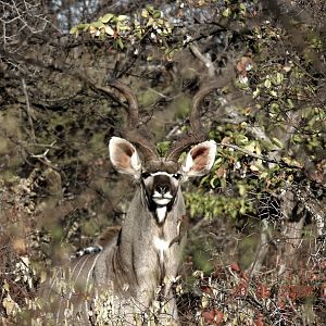 Kudu, South Africa