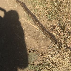 Rock Python in South Africa