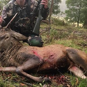 Australia Hunting Red Deer