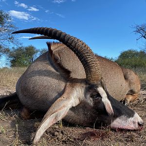 South Africa Hunting Roan