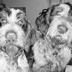 Italian Spinone Dog Breed