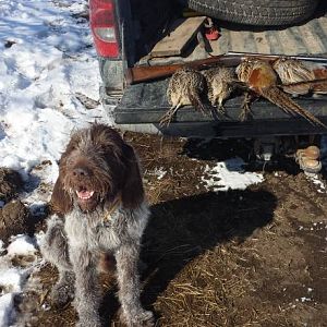 Pheasant Hunt USA