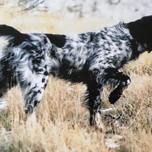 English Setter Dog Breed