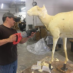 Desert Bighorn Sheep Process Photos