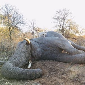 Elephant Hunting South Africa