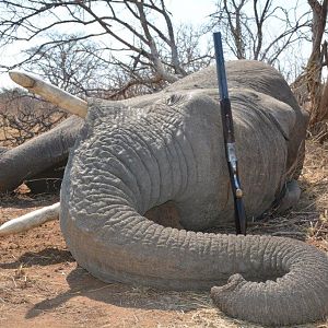 South Africa Hunt Elephant