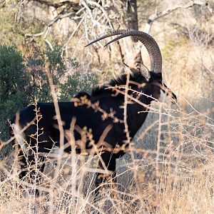 Sable Antelope South Africa