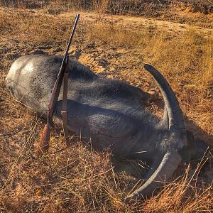 Australia Hunt Asiatic Water Buffalo