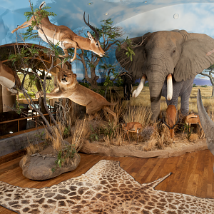 African Trophy Room