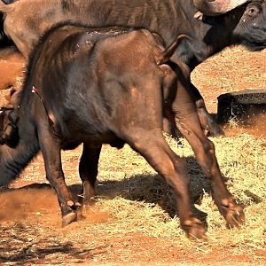 Cape Buffalo Bow Hunting South Africa