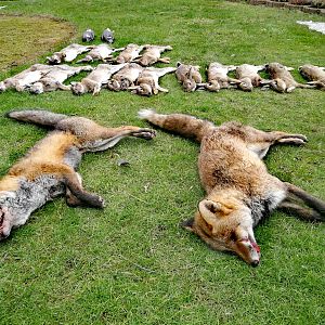 Europe Hunting Fox & Rabbit