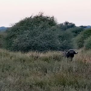 Buffalo South Africa