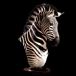 Zebra Pedestal Mount
