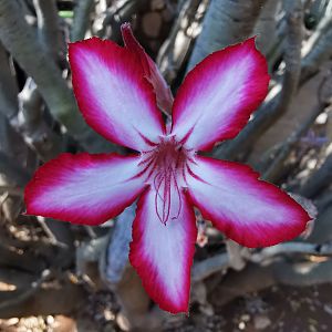 Impala Lily - Adenium multiflorum South Africa
