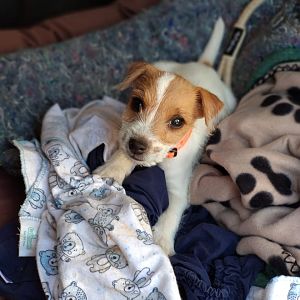 Hunting Dog South Africa