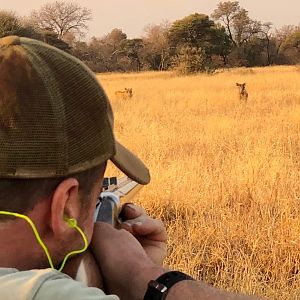 Warthog Hunting South Africa