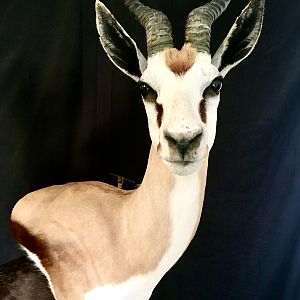 Black & Common Springbok Wall Pedestal Mount Taxidermy