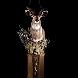 Kudu Pedestal Mount Taxidermy