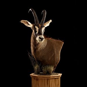 Roan Pedestal Mount Taxidermy