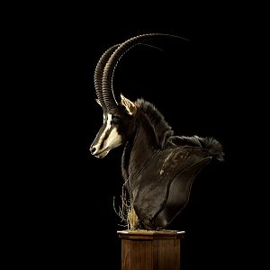 Sable Pedestal Mount Taxidermy