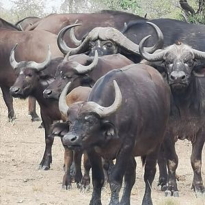 Cape Buffalo Herd South Africa