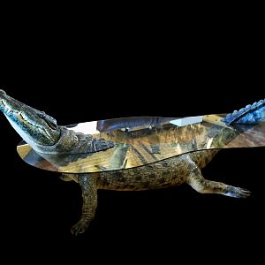 Crocodile Coffee Table