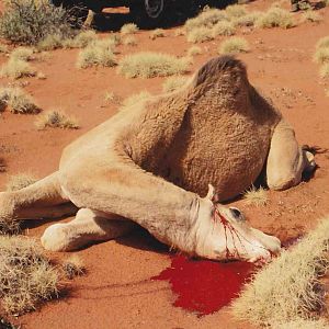 Camel - head shot