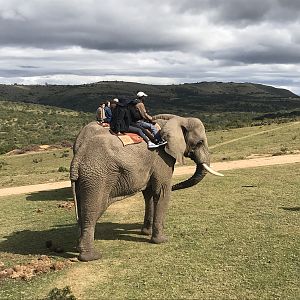 Elephant South Africa