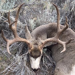 USA Hunt Mule Deer