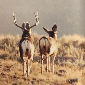 White-tailed Deer USA