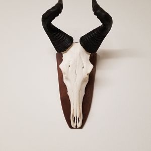 Lichtenstein Hartebeest European Skull Mount