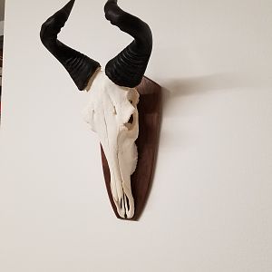 Lichtenstein Hartebeest European Skull Mount