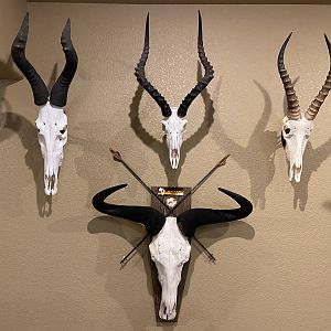 Red Hartebeest, Impala, Blesbok & Blue Wildebeest European Skull Mounts