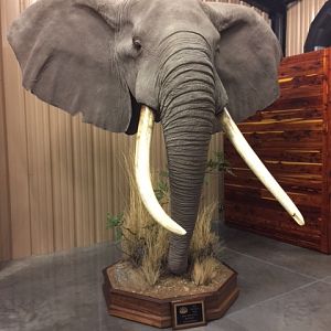 Elephant Head Mount Taxidermy