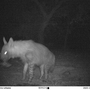 South Africa Trail Cam Pictures Brown Hyena