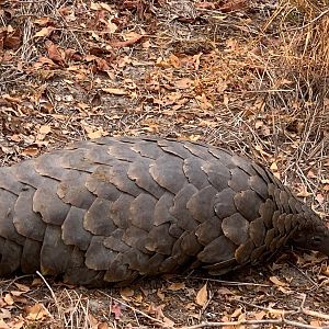 Pangolin Tanzania