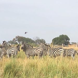 Plains Zebra in Tanzania