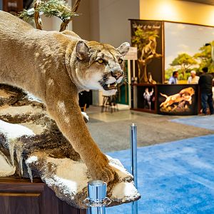 Safari Club International Convention 2020