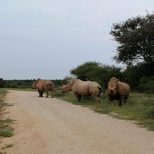 White Rhino in South Africa