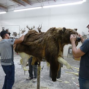 Behind the Scenes: Bear Mount