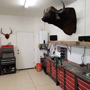 Cape Buffalo Shoulder Mount Taxidermy