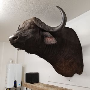 Cape Buffalo Shoulder Mount Taxidermy